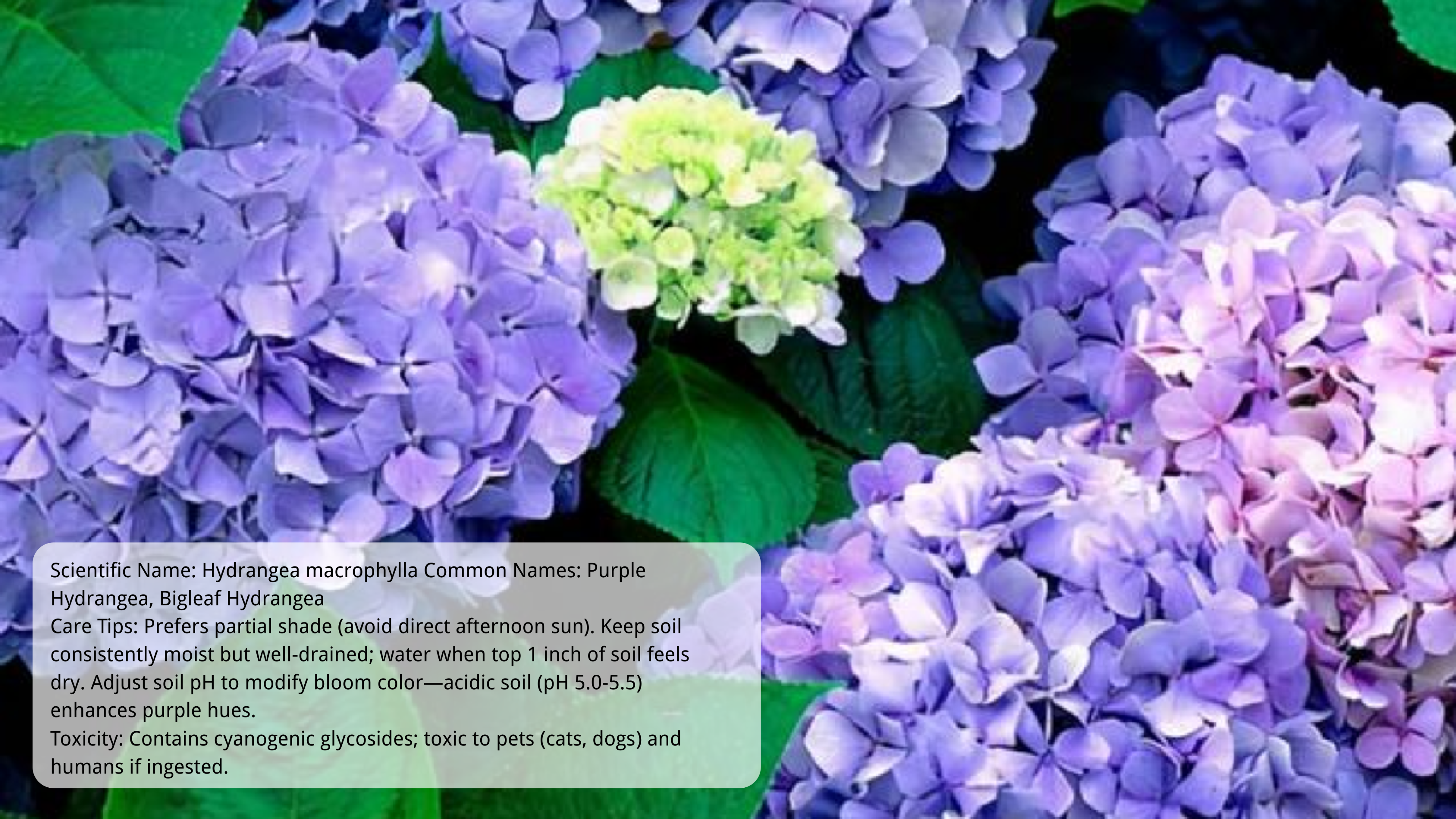 Hydrangea flowers